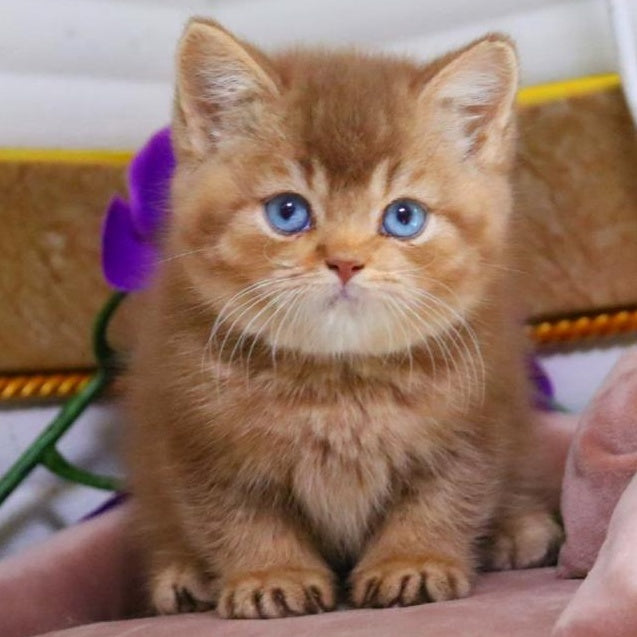 Patens British Shorthair male, cinnamon ticked tabby