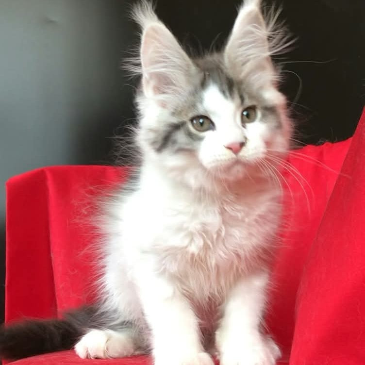 Graf Maine Coon male, black tabby bicolour