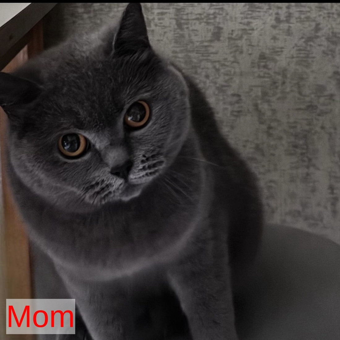 Xavi British Shorthair male, blue