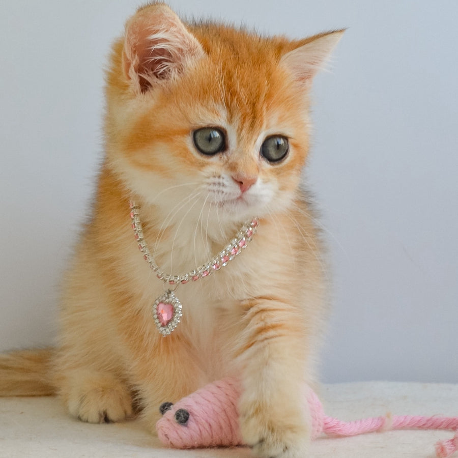 Haddie Scottish Straight female, black golden shaded