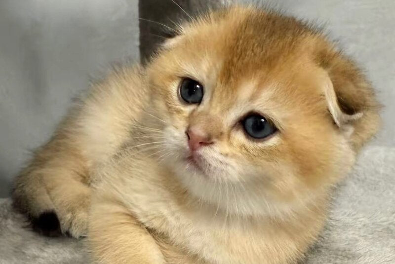 Bambi Scottish Fold male, black golden shaded