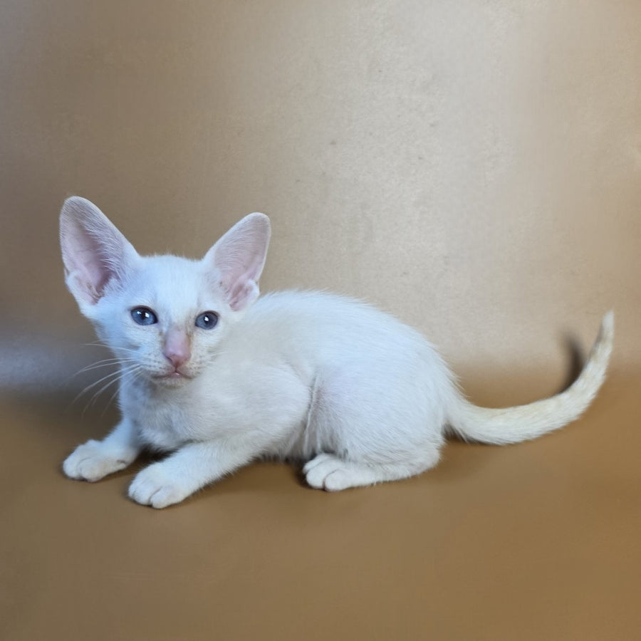 Eclair Siamese male, red
