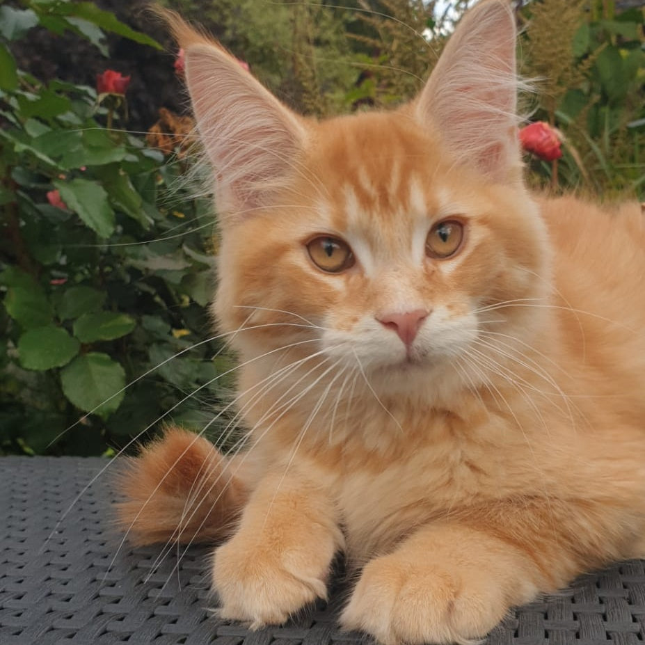 Hugo Maine Coon male, red ticked tabby
