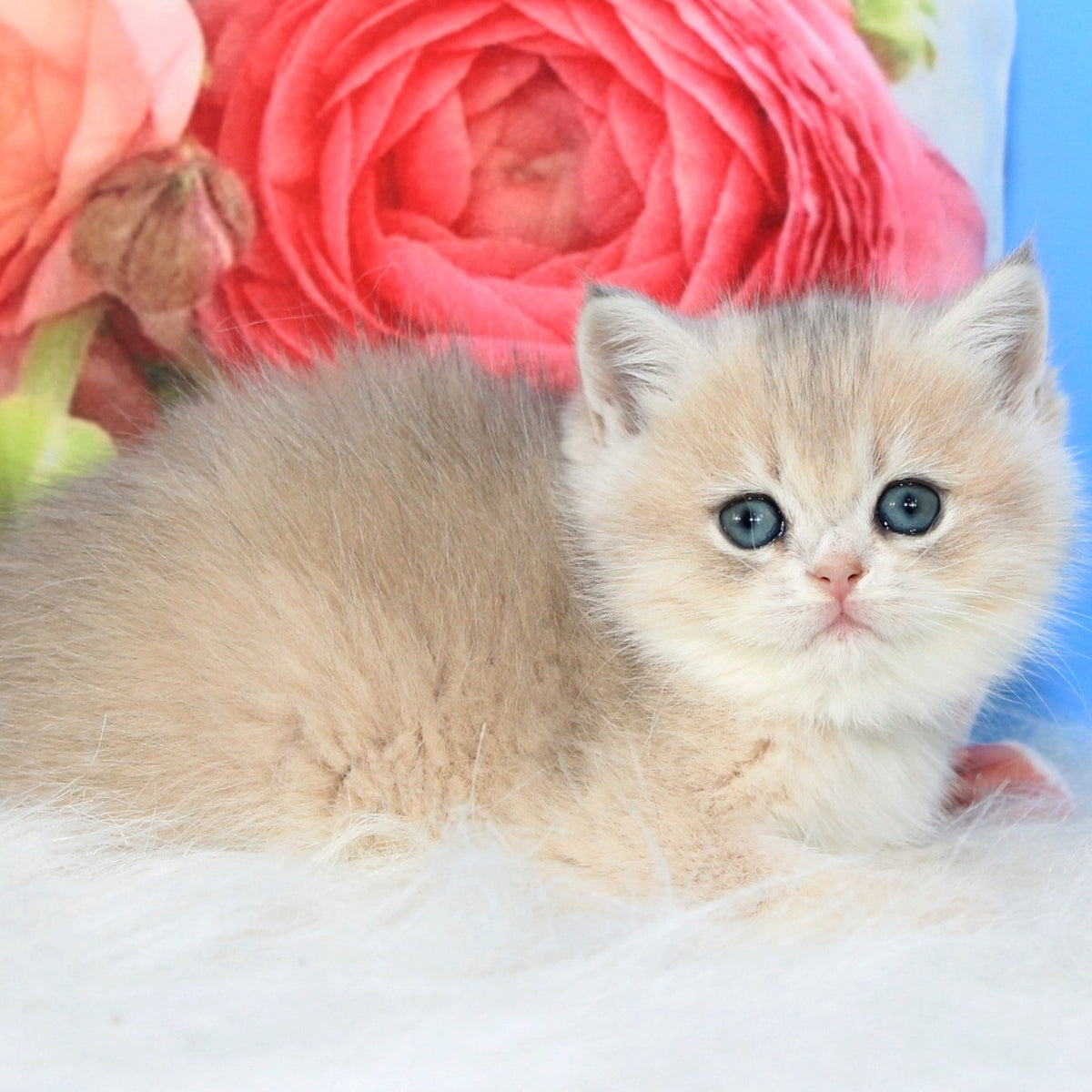 Ulyana British Shorthair female, blue golden shaded