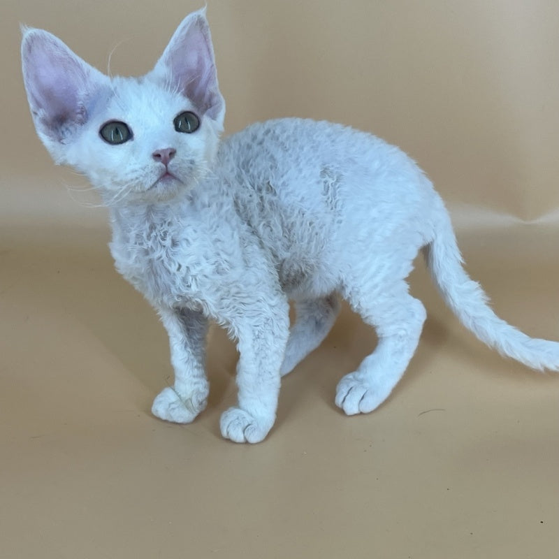 Alma Devon Rex female, white