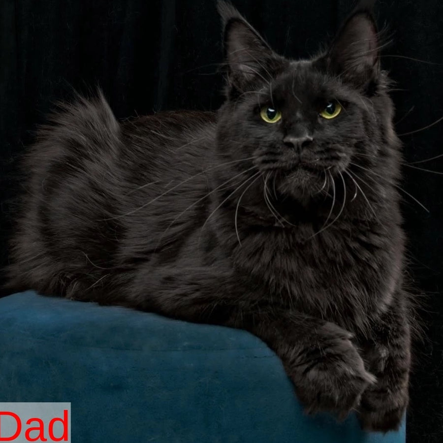 Atlant Maine Coon male, black silver tabby