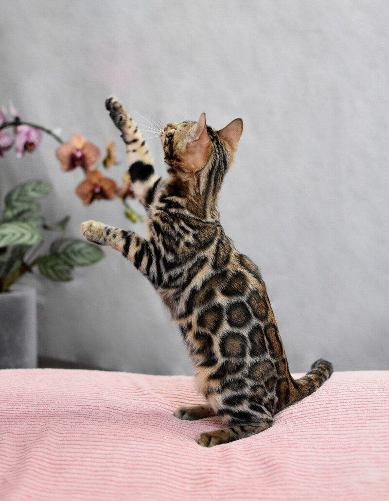 Gera Bengal male black spotted tabby - live animals
