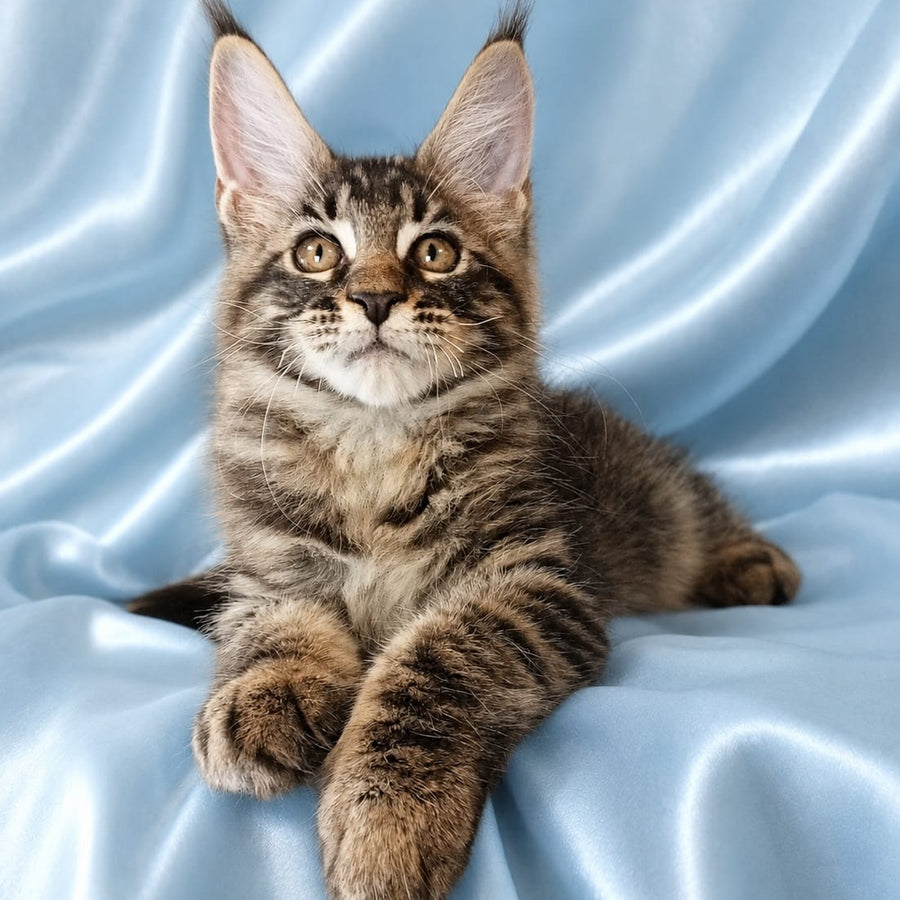 Vulf Maine Coon male, black tabby