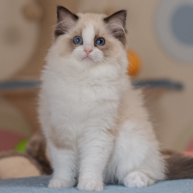 Valencia Ragdoll female, seal bicolour