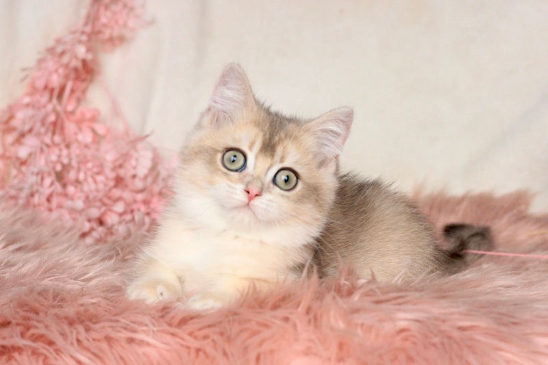 Mikki British Shorthair male, blue golden shaded