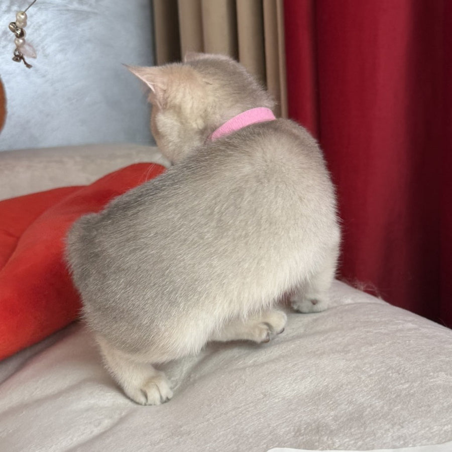 Elpati Scottish Straight female, blue golden shaded