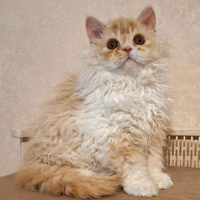 Platosha Selkirk Rex male, red silver bicolour