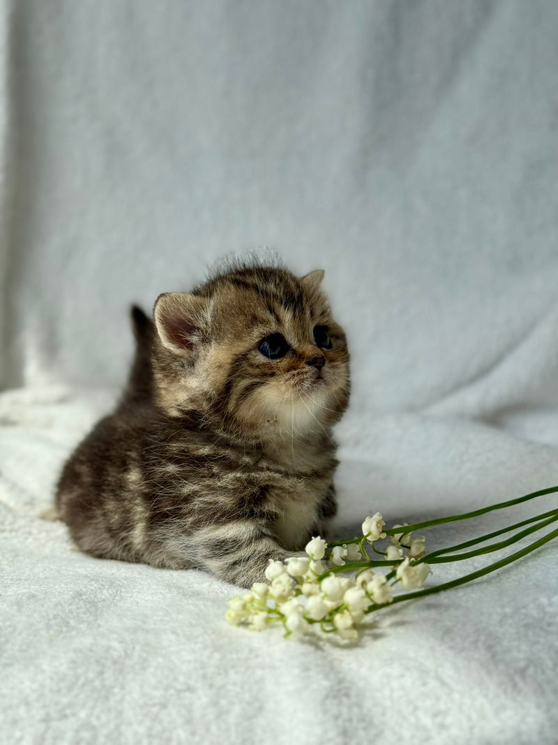 Umi Munchkin female, black tabby