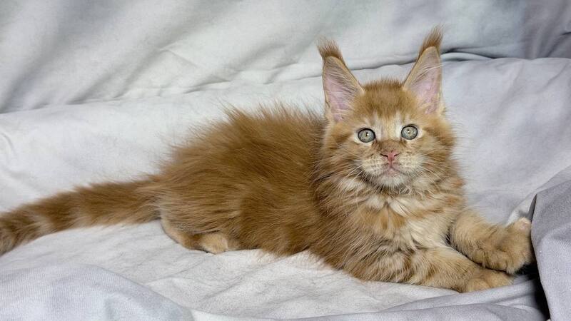 Hermes Maine Coon male, red