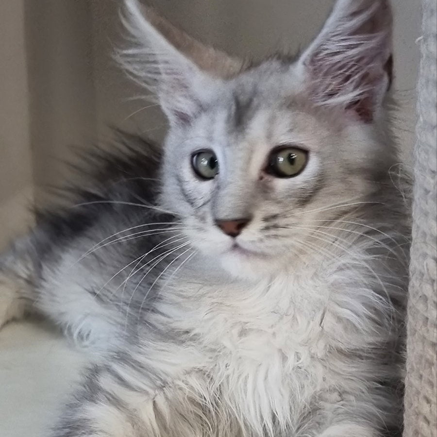 Eveta Maine Coon female, black silver tabby