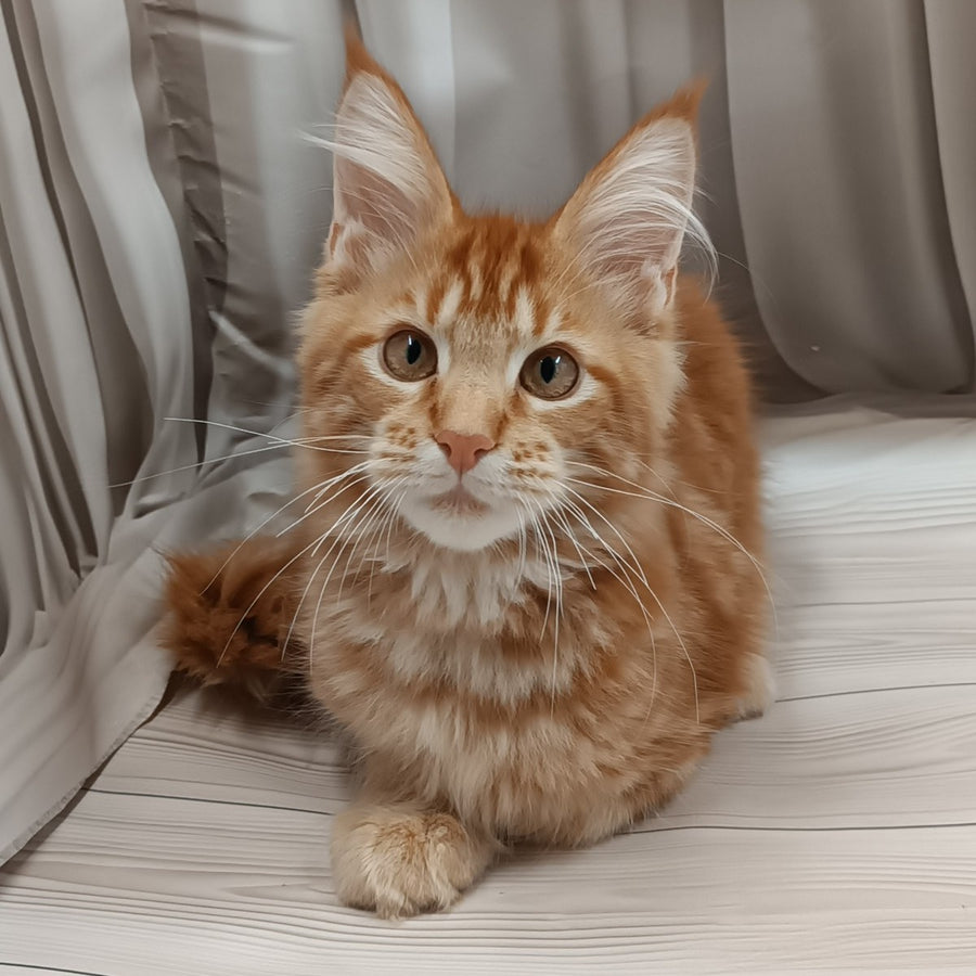 Peter Maine Coon male, red tabby