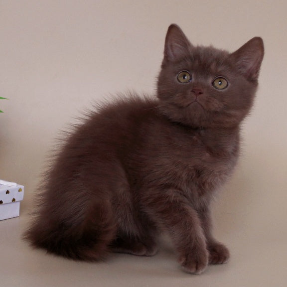 Vatson Scottish Fold male, cinnamon