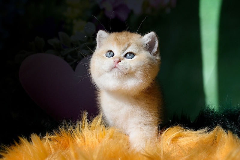 Robin British Shorthair male, black golden shaded