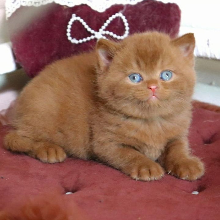 Redmy British Shorthair female, cinnamon