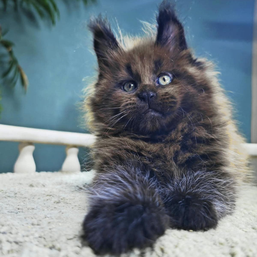 Geralt Maine Coon male, black