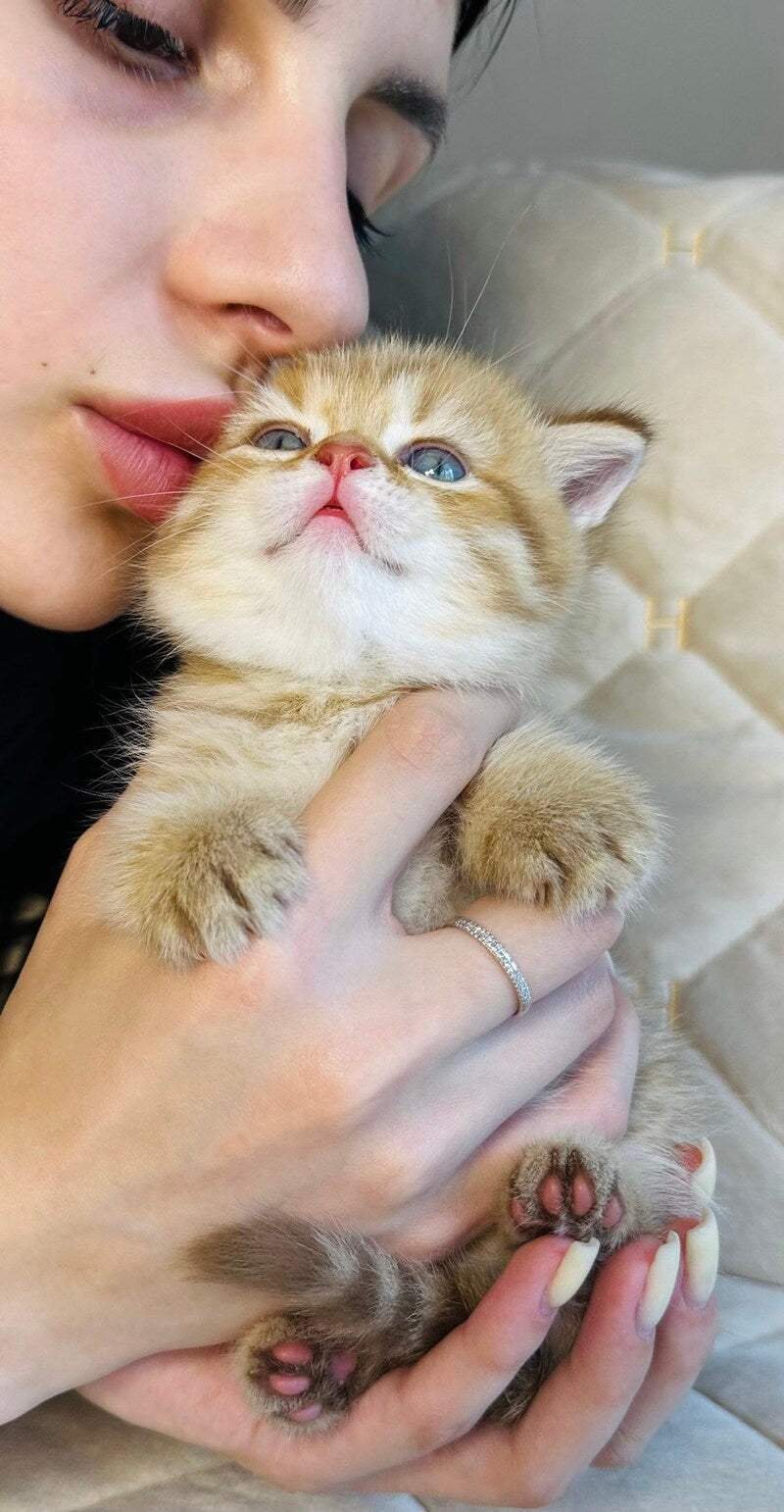 Evelyn British Shorthair female, cinnamon golden spotted tabby