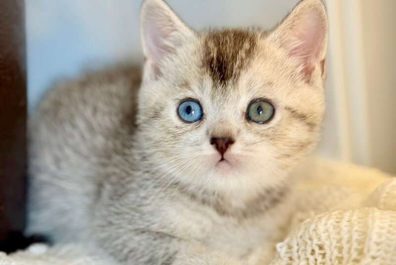 Bonik British Shorthair male, black silver ticked tabby