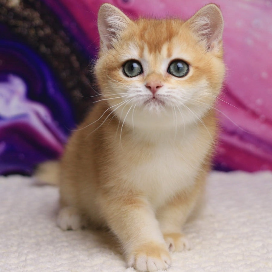 Unicum British Shorthair male, black golden chinchilla