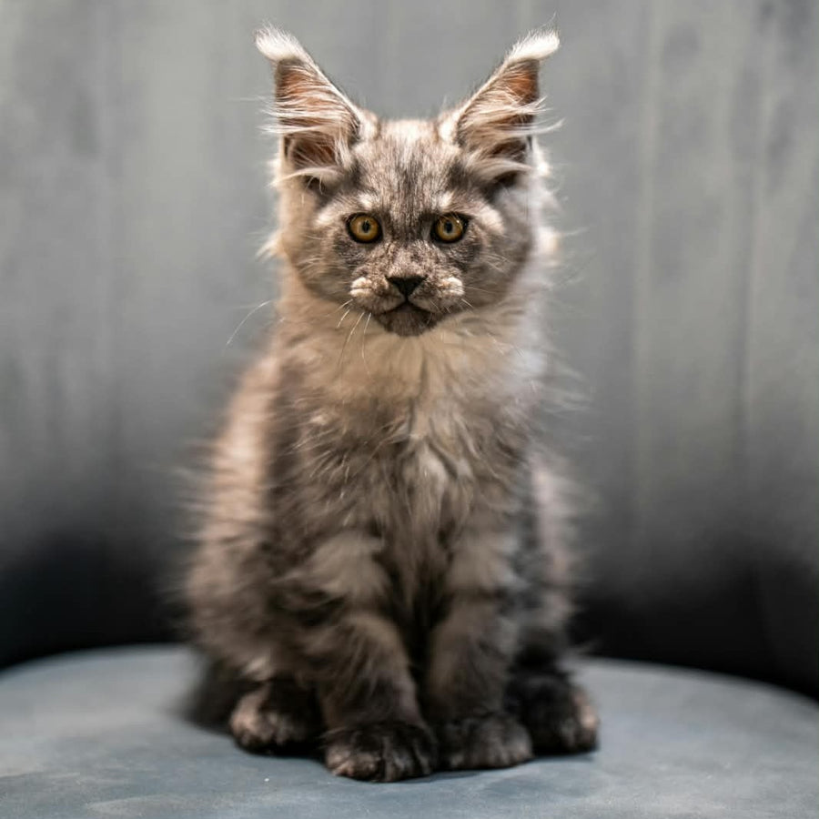 Bruno Maine Coon polydactyl male, black silver