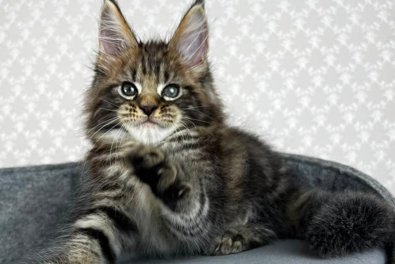 Pathos Maine Coon male, black tabby