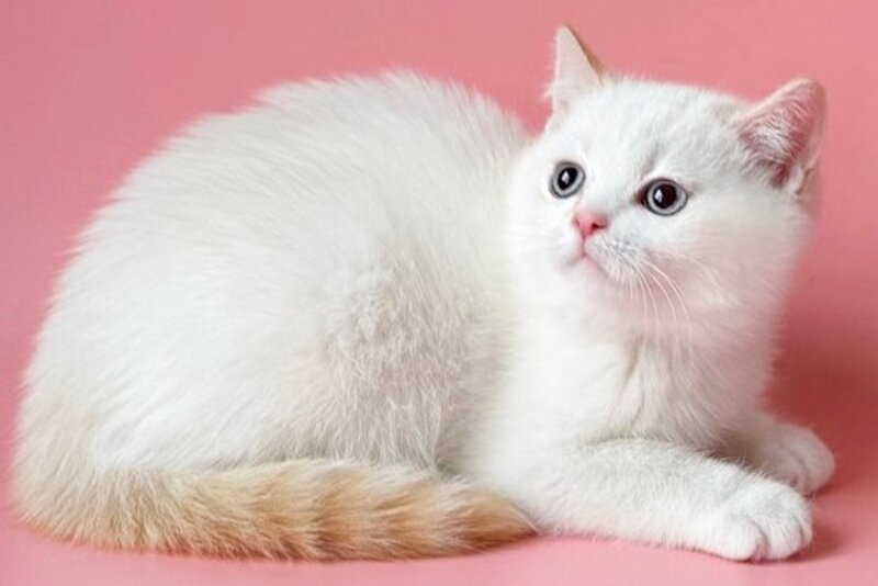 Leandro British Shorthair male, silver pointed bicolour