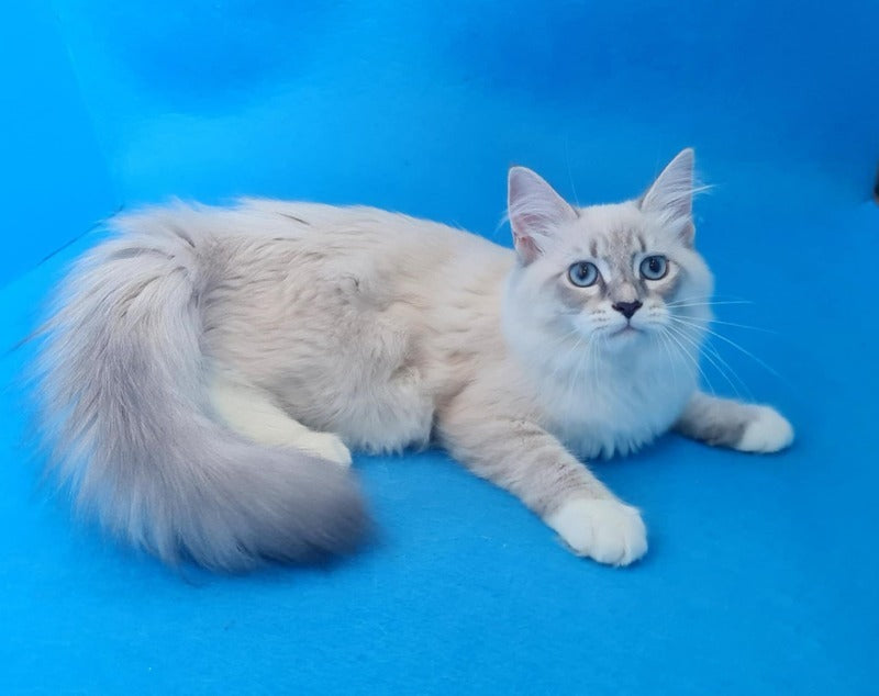 Viliam Siberian male, blue tabby pointed mitted