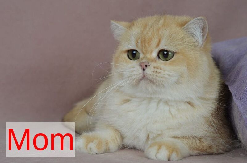 Unka British Shorthair male, black golden ticked tabby