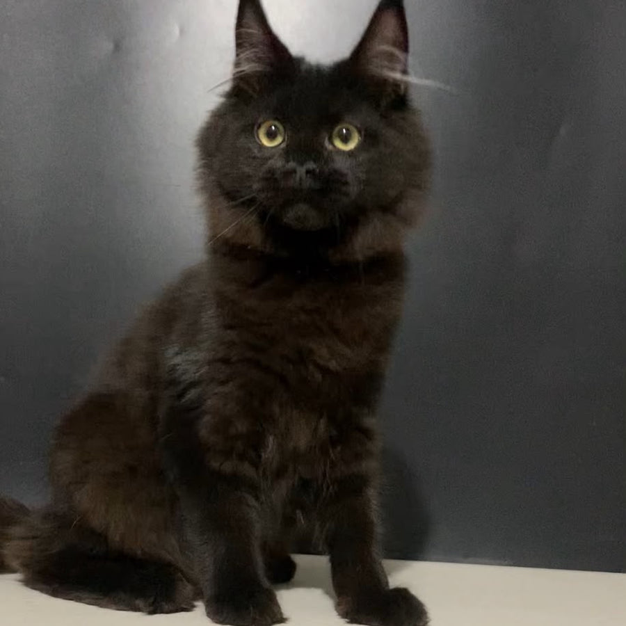 Tuluza Maine Coon female, black