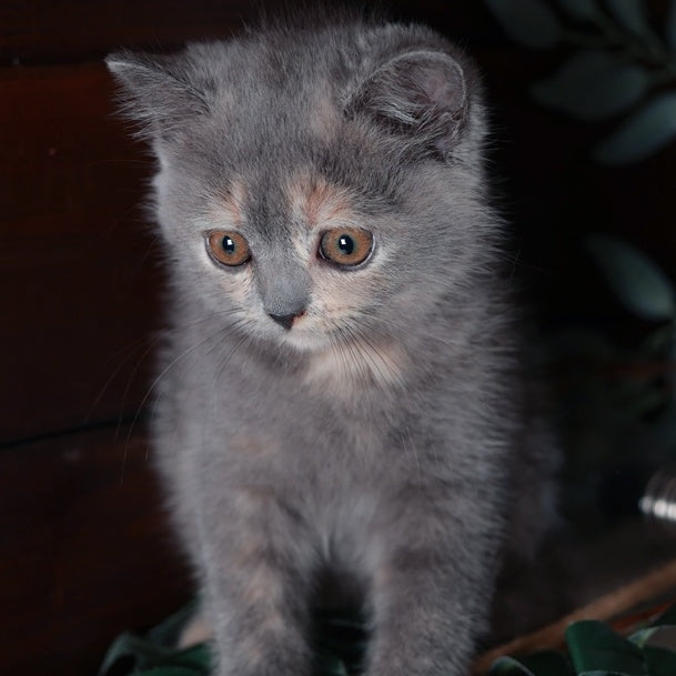 Aivi British Shorthair female, blue tortie