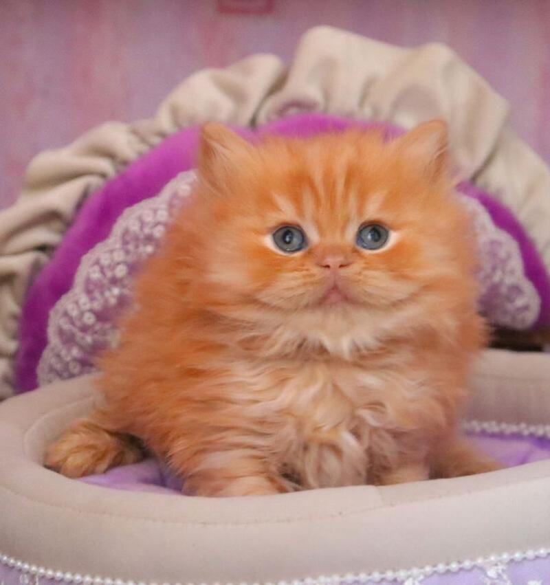 Bow British Longhair male red live animals