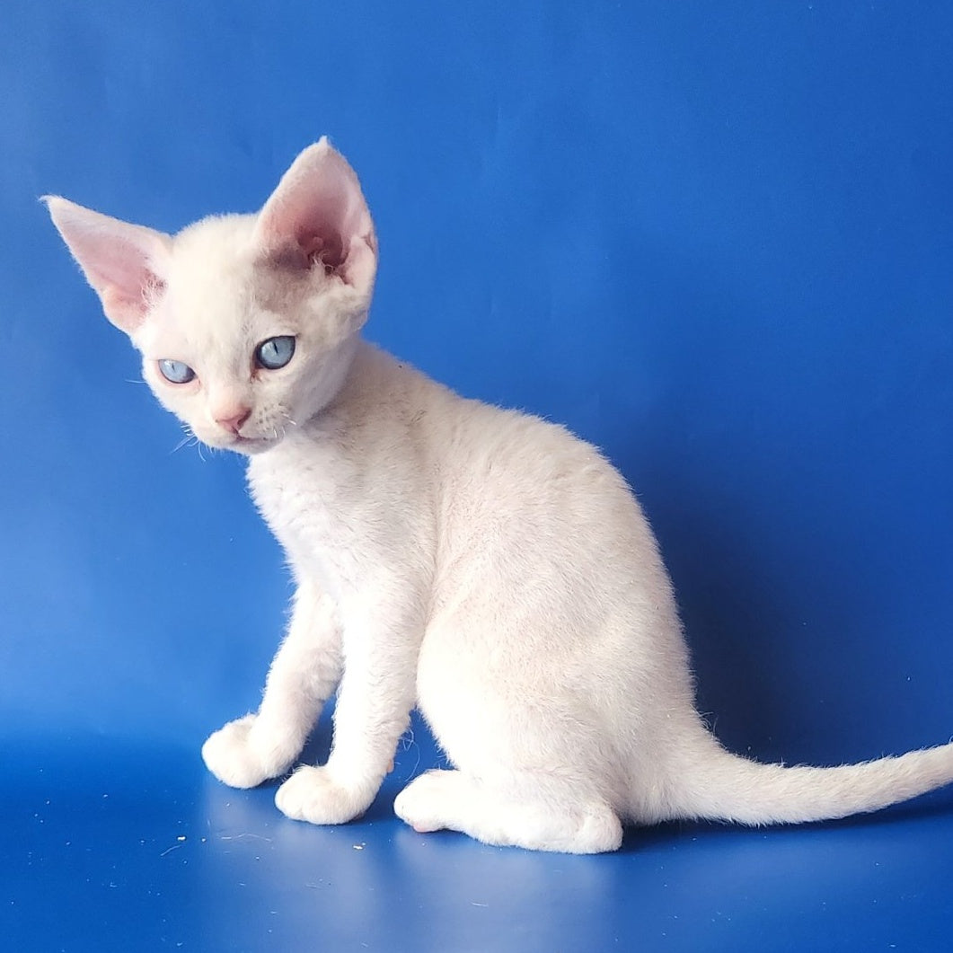 Marina Devon Rex female, white