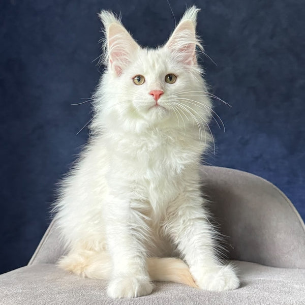Isuzu Maine Coon male, red silver ticked tabby