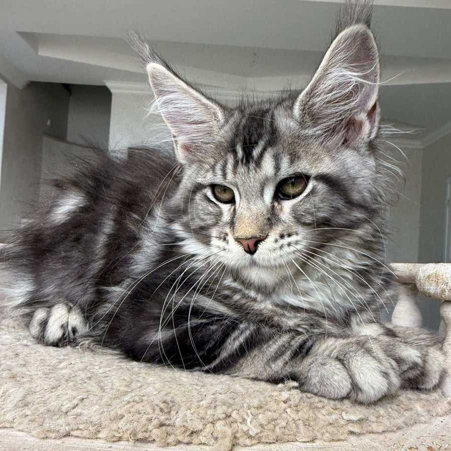 Jeya Maine Coon female, black silver tabby
