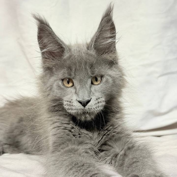 Gatsby Maine Coon male, blue silver