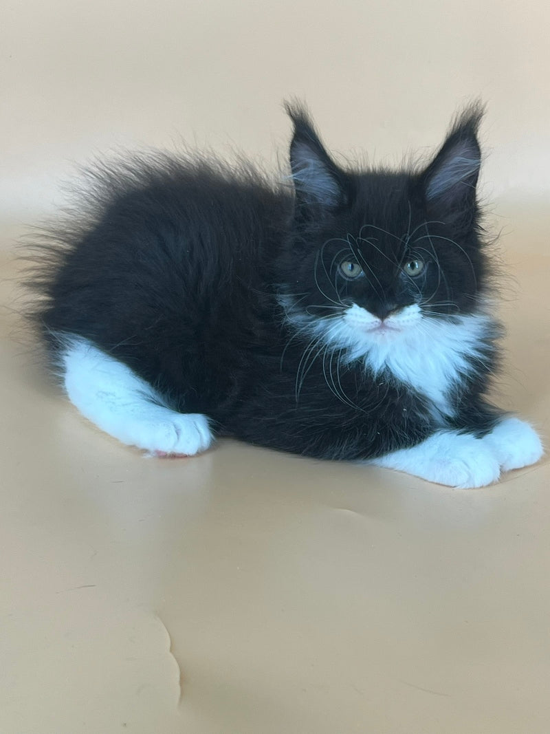 Betmann Maine Coon male, black bicolour