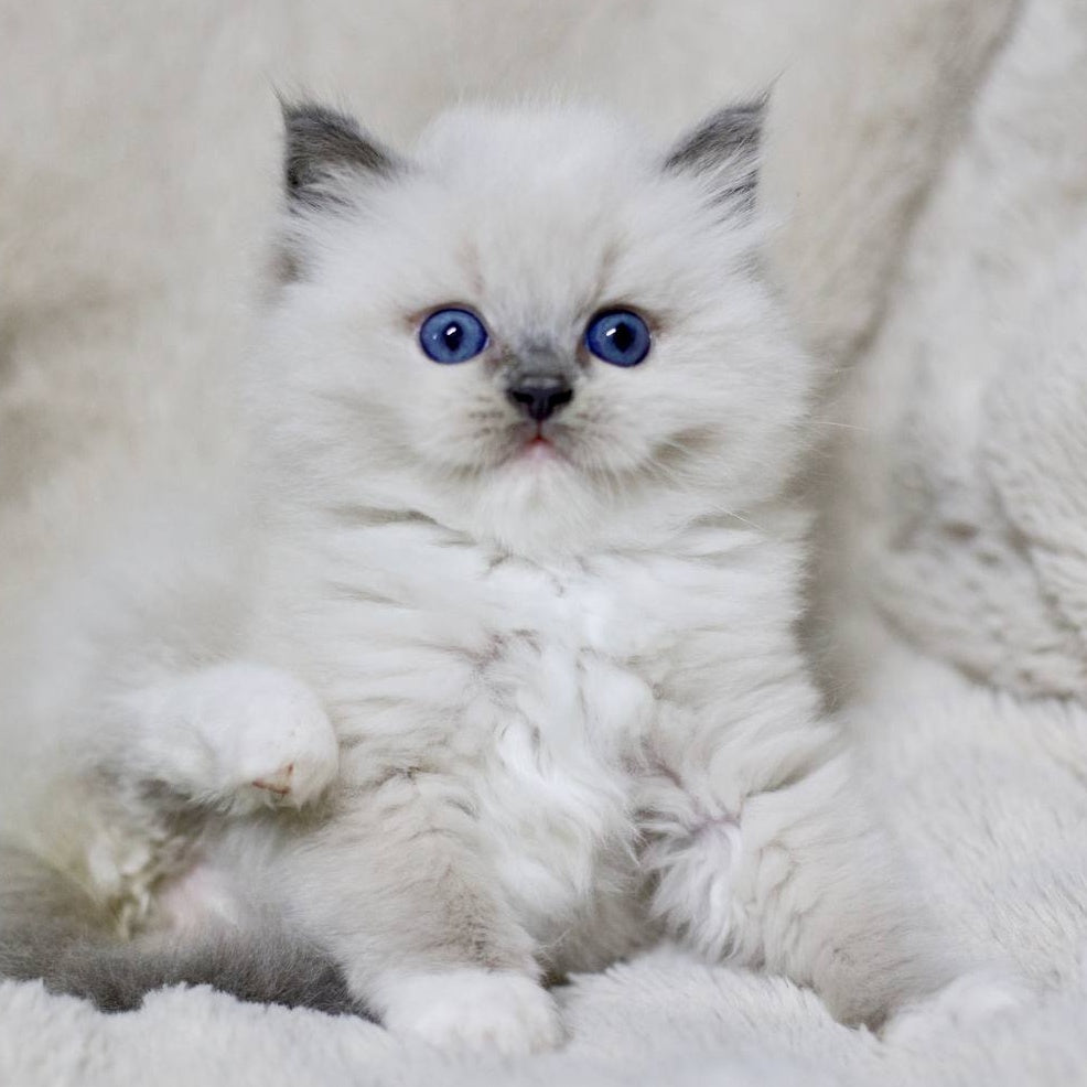 Royce Ragdoll male, blue mitted