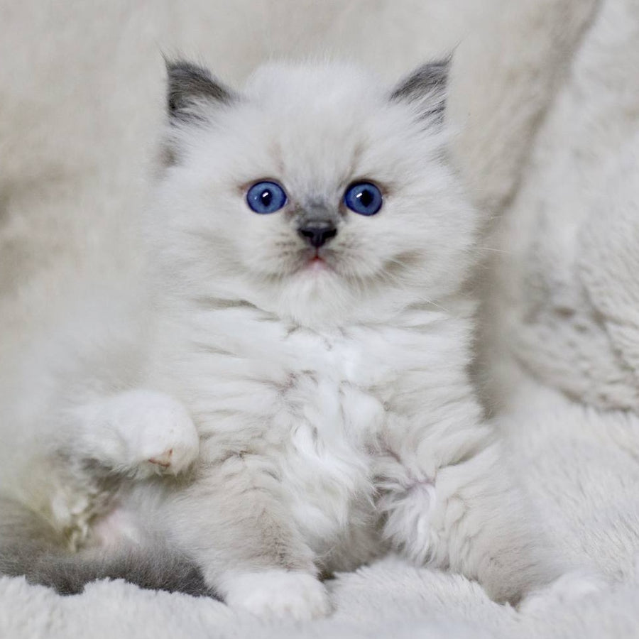 Royce Ragdoll male, blue mitted
