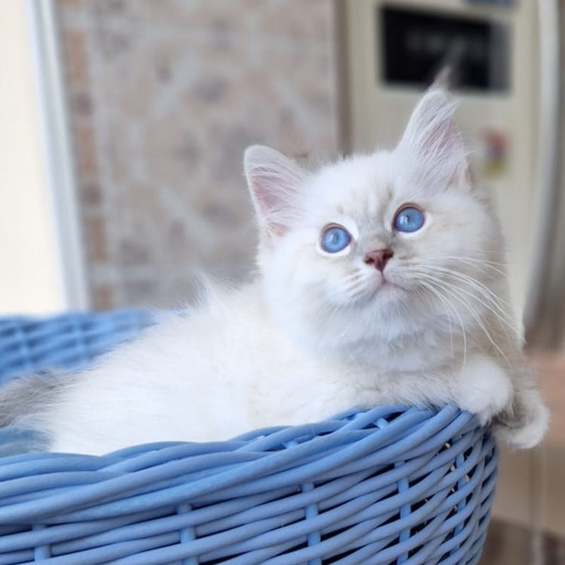Dimas Siberian male, blue with white tabby pointed