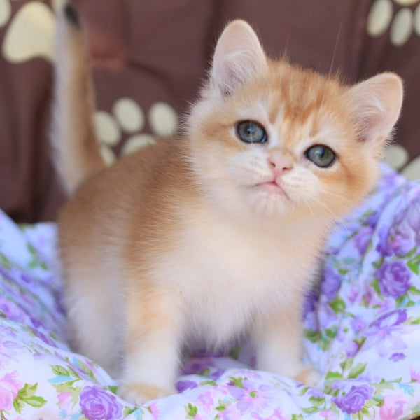 Qumquat British Shorthair male, black golden chinchilla