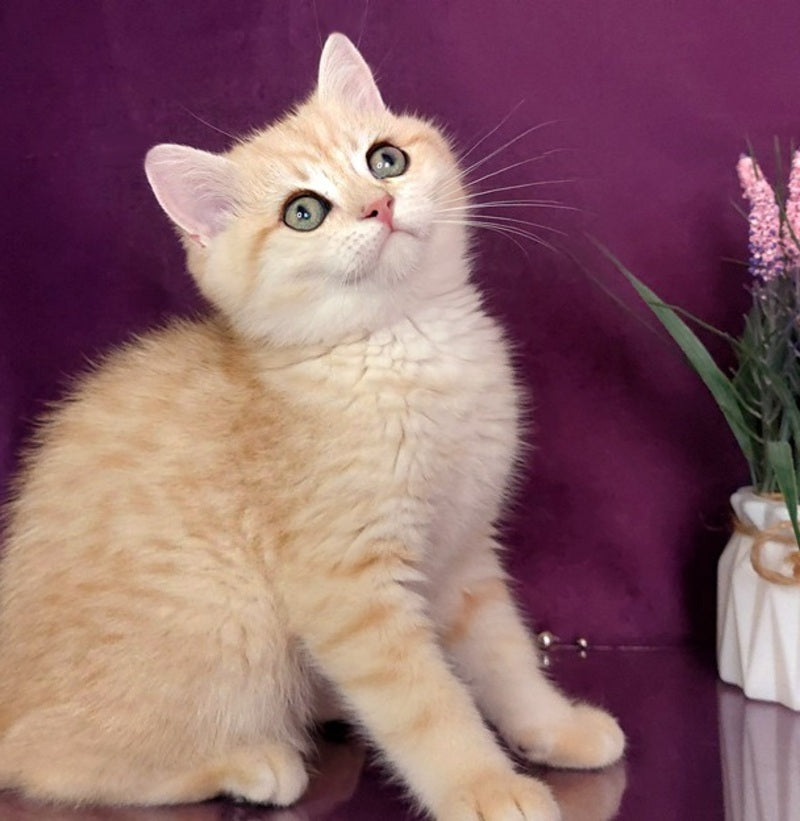 Kevin British Shorthair male, black golden spotted tabby