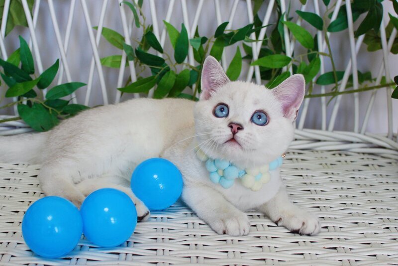 Bon-Bon Scottish Straight male, blue silver shaded pointed