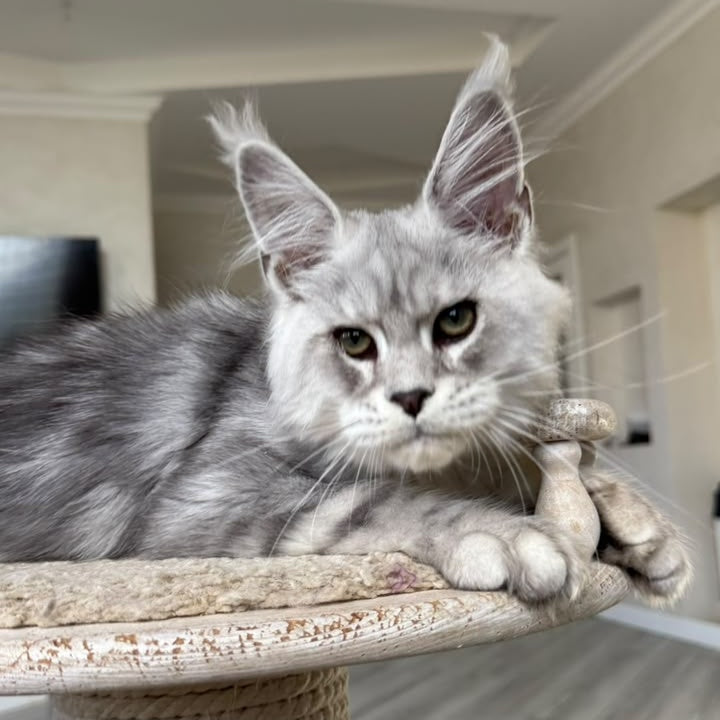 Paris Maine Coon male, black silver tabby