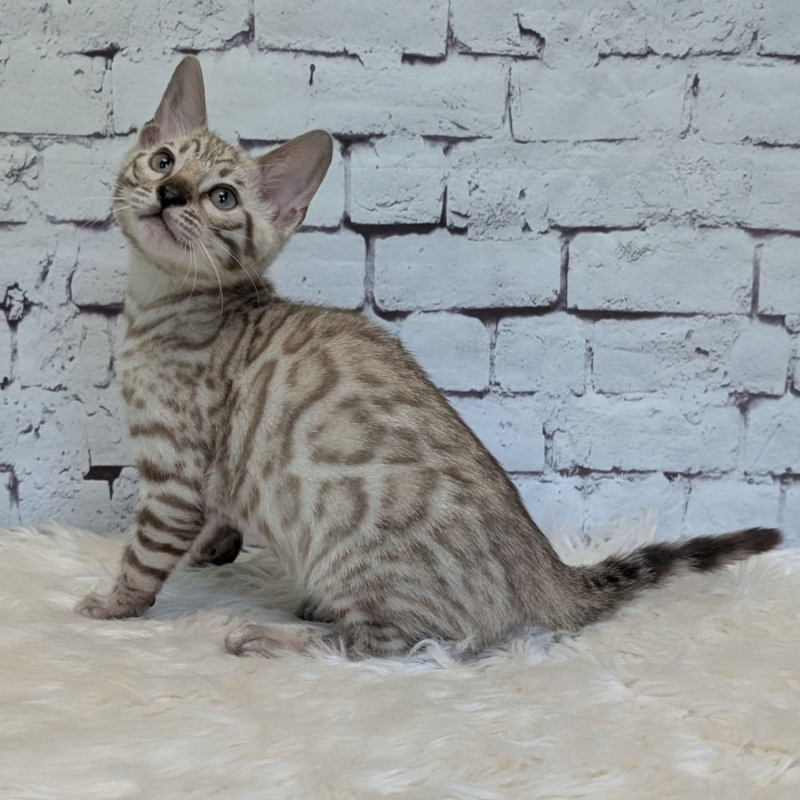 Alvin Bengal male, black silver spotted tabby pointed