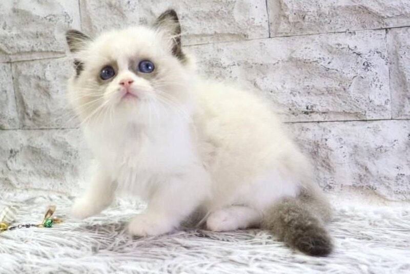 Hector Ragdoll male, seal bicolour
