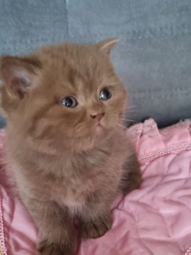 Wella Rose British Shorthair female сinnamon - live animals
